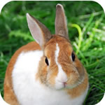 rabbit_size_o_meter_small.jpg rabbit_size_o_meter_small.jpg